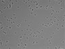 479-Ikebe-MorphResDL/AZM_20220626_AZM4_0004 thumbnail