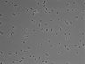 479-Ikebe-MorphResDL/AZM_20220626_AZM4_0005 thumbnail