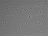479-Ikebe-MorphResDL/AZM_20220626_AZM4_0006 thumbnail