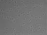 479-Ikebe-MorphResDL/AZM_20220626_AZM4_0010 thumbnail