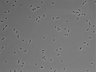 479-Ikebe-MorphResDL/AZM_20220626_AZM4_0011 thumbnail