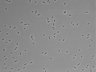 479-Ikebe-MorphResDL/AZM_20220626_AZM4_0020 thumbnail