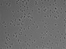 479-Ikebe-MorphResDL/AZM_20220626_P_0008 thumbnail