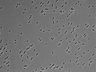 479-Ikebe-MorphResDL/AZM_20220626_P_0013 thumbnail