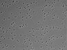 479-Ikebe-MorphResDL/AZM_20220626_P_0014 thumbnail