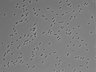 479-Ikebe-MorphResDL/AZM_20220626_P_0015 thumbnail