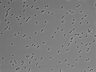 479-Ikebe-MorphResDL/AZM_20220626_P_0017 thumbnail