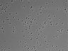 479-Ikebe-MorphResDL/AZM_20220626_P_0018 thumbnail