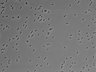 479-Ikebe-MorphResDL/AZM_20220626_P_0019 thumbnail