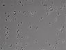 479-Ikebe-MorphResDL/AZM_20220907_AZM1_0002 thumbnail