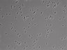 479-Ikebe-MorphResDL/AZM_20220907_AZM1_0003 thumbnail