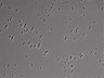 479-Ikebe-MorphResDL/AZM_20220907_AZM1_0004 thumbnail