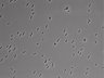 479-Ikebe-MorphResDL/AZM_20220907_AZM1_0005 thumbnail