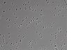 479-Ikebe-MorphResDL/AZM_20220907_AZM1_0006 thumbnail