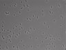 479-Ikebe-MorphResDL/AZM_20220907_AZM1_0015 thumbnail
