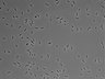 479-Ikebe-MorphResDL/AZM_20220907_AZM1_0016 thumbnail
