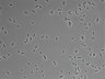 479-Ikebe-MorphResDL/AZM_20220907_AZM1_0019 thumbnail