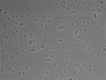 479-Ikebe-MorphResDL/AZM_20220907_AZM1_0020 thumbnail