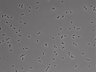 479-Ikebe-MorphResDL/AZM_20220907_AZM2_0003 thumbnail