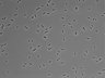 479-Ikebe-MorphResDL/AZM_20220907_AZM2_0005 thumbnail