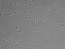 479-Ikebe-MorphResDL/AZM_20220907_AZM2_0008 thumbnail