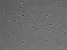 479-Ikebe-MorphResDL/AZM_20220907_AZM2_0011 thumbnail