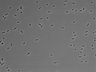 479-Ikebe-MorphResDL/AZM_20220907_AZM2_0014 thumbnail