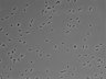 479-Ikebe-MorphResDL/AZM_20220907_AZM2_0016 thumbnail