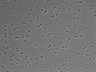 479-Ikebe-MorphResDL/AZM_20220907_AZM3_0006 thumbnail