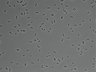 479-Ikebe-MorphResDL/AZM_20220907_AZM3_0013 thumbnail
