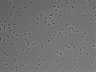 479-Ikebe-MorphResDL/AZM_20220907_AZM3_0015 thumbnail