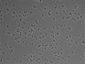 479-Ikebe-MorphResDL/AZM_20220907_AZM3_0017 thumbnail