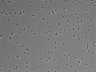 479-Ikebe-MorphResDL/AZM_20220907_AZM3_0020 thumbnail