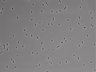479-Ikebe-MorphResDL/AZM_20220907_AZM4_0001 thumbnail