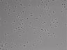 479-Ikebe-MorphResDL/AZM_20220907_AZM4_0003 thumbnail