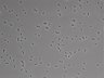 479-Ikebe-MorphResDL/AZM_20220907_AZM4_0005 thumbnail