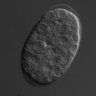 Thumbnail for dataset wt_N2_030214_04