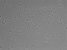 479-Ikebe-MorphResDL/AZM_20220907_AZM4_0008 thumbnail
