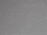 479-Ikebe-MorphResDL/AZM_20220907_AZM4_0009 thumbnail