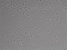 479-Ikebe-MorphResDL/AZM_20220907_AZM4_0010 thumbnail