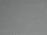 479-Ikebe-MorphResDL/AZM_20220907_AZM4_0011 thumbnail
