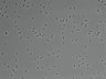 479-Ikebe-MorphResDL/AZM_20220907_AZM4_0016 thumbnail