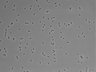 479-Ikebe-MorphResDL/AZM_20220907_AZM4_0019 thumbnail