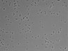 479-Ikebe-MorphResDL/AZM_20220907_AZM4_0020 thumbnail
