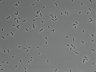 479-Ikebe-MorphResDL/AZM_20220907_P_0001 thumbnail