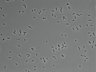 479-Ikebe-MorphResDL/AZM_20220907_P_0002 thumbnail