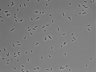 479-Ikebe-MorphResDL/AZM_20220907_P_0004 thumbnail