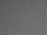479-Ikebe-MorphResDL/AZM_20220907_P_0010 thumbnail