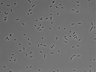 479-Ikebe-MorphResDL/AZM_20220907_P_0012 thumbnail