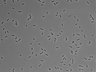 479-Ikebe-MorphResDL/AZM_20220907_P_0013 thumbnail